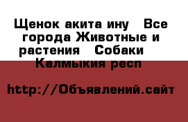 Щенок акита ину - Все города Животные и растения » Собаки   . Калмыкия респ.